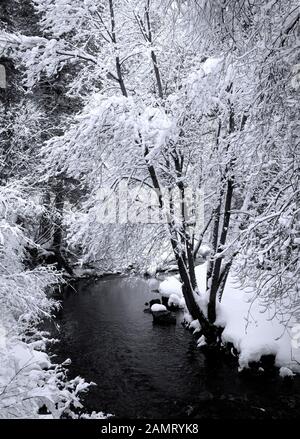 Un ruisseau de montagne traverse une forêt de canyon enneigée en hiver. Banque D'Images