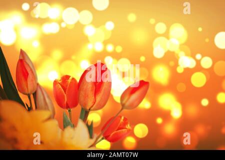 fond avec tulipes rouges sur une texture floue bokeh. Belle carte pour la fête des mères, la Saint-Valentin, la fête des femmes. Bannière avec espace de copie pour le texte. Banque D'Images