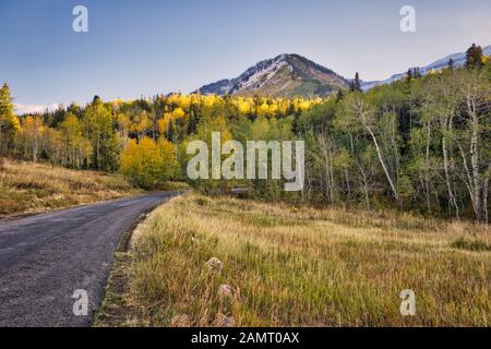 Les arbres à trembles qui s'écaille deviennent jaunes d'or alors que le soleil d'automne brille sur le sommet de la route de montagne de la boucle alpine dans les montagnes Wasatch. Banque D'Images