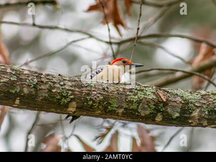 Woodpecker assis sur une branche d'arbre. Banque D'Images