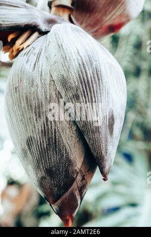 Gros plan sur une fleur de banane, Espagne Banque D'Images