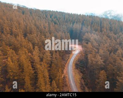 Traversez une forêt alpine, Myrtleford, Victoria, Australie Banque D'Images