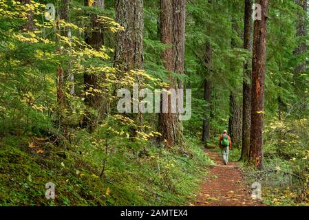 Randonnée Sur Yakso Falls Trail, Umpqua National Forest, Oregon. Banque D'Images