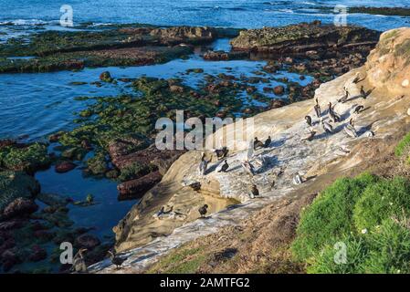 Groupe d'oiseaux sur une falaise au-dessus de l'océan. La Jolla, Californie, États-Unis. Banque D'Images