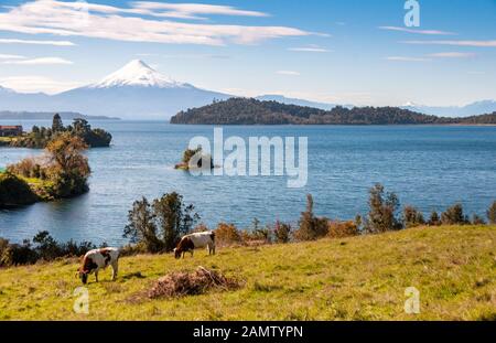 Les vaches brachent sur les pâturages près du lac Lago Llanquihue dans la région de Los Lagos au Chili, avec le volcan du Mont Osorno qui se lève derrière. Banque D'Images