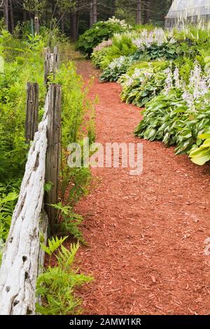 Clôture rustique en bois et paillis de cèdre rouge à travers les frontières avec les plantes Hosta et les fleurs d'Astilbe dans le jardin privé d'arrière-cour en été. Banque D'Images