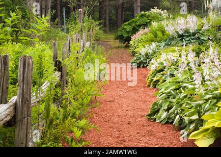 Clôture rustique en bois et paillis de cèdre rouge traversant les frontières Avec des plantes Hosta et des fleurs Astilbe dans le jardin privé en été Banque D'Images