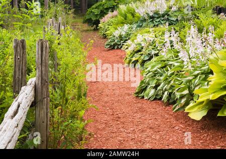 Clôture rustique en bois et paillis de cèdre rouge traversant les frontières Avec des plantes Hosta et des fleurs Astilbe dans le jardin privé en été Banque D'Images