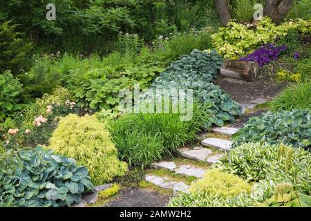 Marches en pierre de drapeau bordées par Juniperus - arbustes de genévrier et divers Plantes d'Hosta, y compris le hybride Hosta sieboldiana « Big Daddy » Banque D'Images