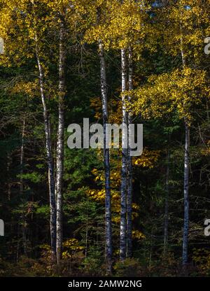 Un joli matin d'automne dans la forêt nationale de Chequamegon. Banque D'Images