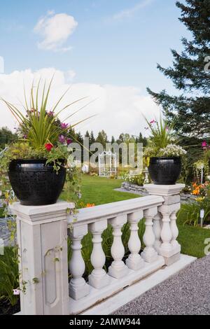 Planteuses en céramique noire avec fleurs et arbustes Dracaena sur le dessus de la rampe en béton blanc dans le jardin de campagne privé de l'arrière-cour en été. Banque D'Images