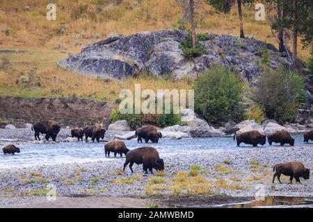 Troupeau de bisons sauvages traversant la rivière Lamar dans le parc national de Yellowstone, Wuoming Banque D'Images