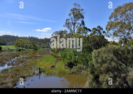 Forêt d'Eucalyptus bushland, vu en Tasmanie, Victoria et New South Wales Australie Banque D'Images