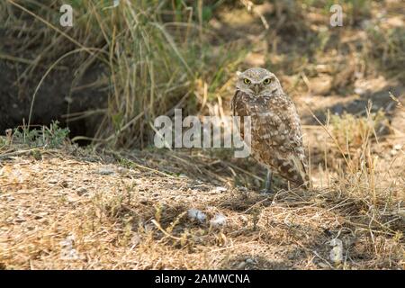 emprunt hibou debout sur elle emprunter Banque D'Images