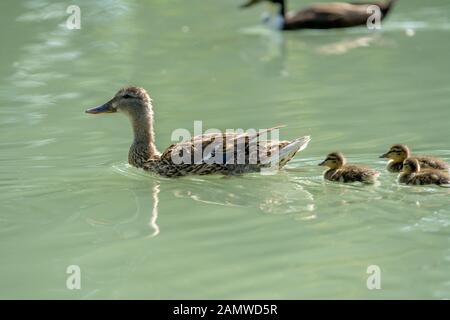 femme malard nageant avec poussin de duckling Banque D'Images