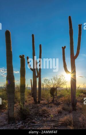 Saguaro Cactus au coucher du soleil dans le parc national Saguaro près de Tucson, Arizona.