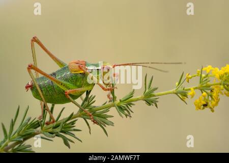Bush à queue Barbitistes constrictus cricket en République Tchèque Banque D'Images