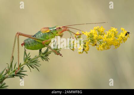 Bush à queue Barbitistes constrictus cricket en République Tchèque Banque D'Images