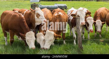 Panorama d'un troupeau de vaches laitières brunes - blanches. Trois d'entre eux mangeant de l'herbe, les autres regardant autour. Sur un pâturage, l'agriculture bavaroise. Banque D'Images