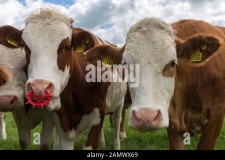 Gros plan sur deux vaches laitières bavaroises de couleur marron et blanche faisant face à la caméra. Les deux avec des marques d'oreille, l'une avec un anneau de nez en plastique rouge. Banque D'Images