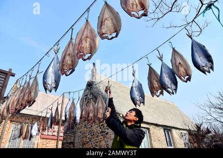 (200115) -- RONGCHENG, le 15 janvier 2020 (Xinhua) -- Yu Haiyang sèche des mackerels dans la cour du village de Yandunjiao de Rongcheng, dans la province de Shandong, en Chine orientale, le 12 janvier 2020. Yandunjiao, un village côtier de Shandong, est plein de vitalité autant de cygnes hivernent ici. Fin 2014, le service de train à grande vitesse entre Qingdao et Rongcheng a été lancé et de nombreux touristes sont venus ici pour voir les cygnes, goûter les spécialités locales et découvrir la famille d'accueil dans les maisons au toit d'algues. Yu Haiyang, un villageois natif qui a travaillé une fois à Singapour après son diplôme, est retourné dans sa ville natale et a commencé une famille d'accueil Banque D'Images