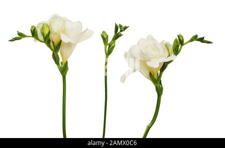 Ensemble de freesia fleurs et bourgeons isolated on white Banque D'Images