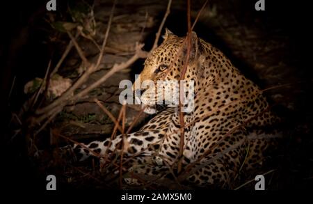 Leopard prévue sur le terrain la nuit Banque D'Images