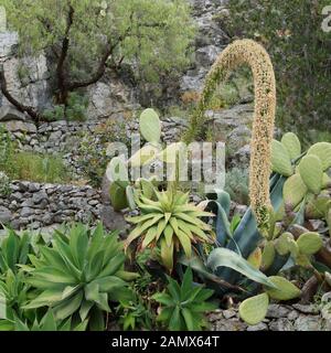 L'agave du cou de Swan atténua la floraison dans le jardin de pierre Banque D'Images