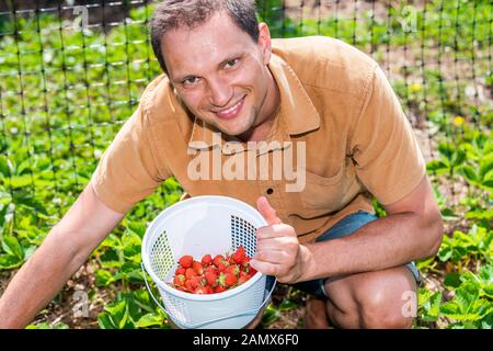 Un jeune homme souriant et souriant cueillant des fraises dans une ferme de corneilles vertes avec un panier de fruits rouges en été chaud Banque D'Images