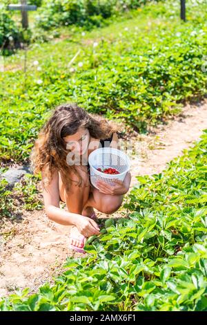 Jeune fille femme cueillant des fraises dans des rangées de champ vert ferme portant un panier de fruits rouges dans l'activité estivale de printemps Banque D'Images