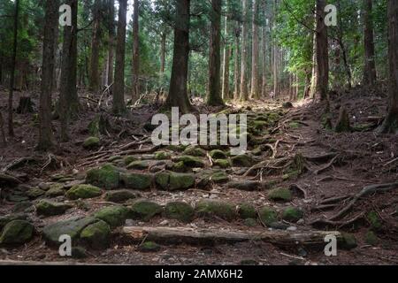 Mousse verte couvrant les marches de pierre sur le sentier de Kumano Kodo, Kumano Kodo est une série d'anciennes routes de pèlerinage qui sillonnent les monts Kii Hanto, la Banque D'Images