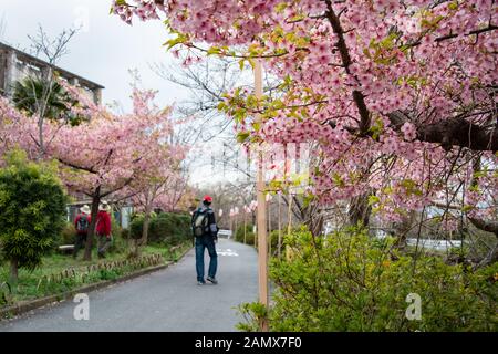 Début de floraison des cerisiers, également connu sous le nom de Sakura au Japon, le long de la rivière pittoresque Saho dans la préfecture de Nara avec les touristes appréciant les fleurs Banque D'Images