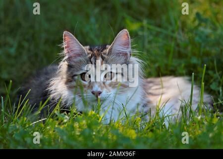 Un chatte de chat de forêt norvégienne doux allongé dans l'herbe sur une journée ensoleillée d'été Banque D'Images