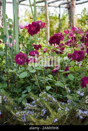 Bush de 'Burgundy iceberg' avec de belles fleurs, tête pourpre dans un jardin. Le romarin en fleurs en bas. Banque D'Images