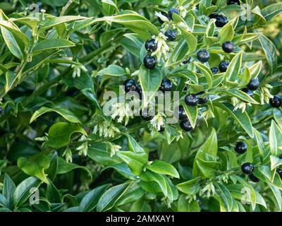 Une usine de Fort doux nains - Sarcocca humilis montrant la crème fleurs et fruits noir brillant Banque D'Images