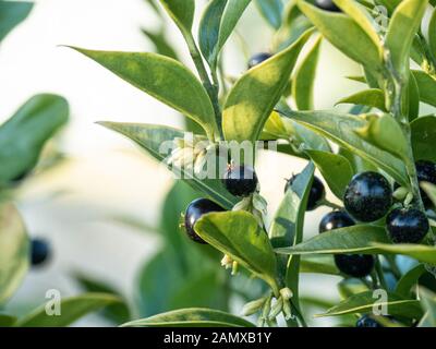 Un gros plan montrant les fleurs crème et noir brillant de fruits doux nain fort - Sarcocca humilis Banque D'Images