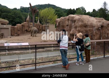 Les éléphants d'Asie (Elephas maximus) de manger au Zoo de Maruyama Sapporo à Sapporo, Hokkaido, Japon, Asie. Les gens à la cage à animaux sauvages dans Banque D'Images