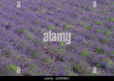 Vue sur le champ de fleurs à la ferme Tomita, célèbre attraction touristique à Nakafurano, Hokkaido, Japon, Asie. Fleurs fleuries dans les champs Banque D'Images