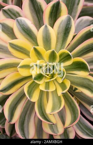 Eonium 'Sunburst'. Banque D'Images