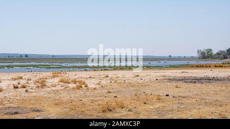 Les corps d'hippopotames qui ont été tués par la maladie du charbon flottent dans le Kavango River dans le parc national de Bwabwata, Namibie Banque D'Images