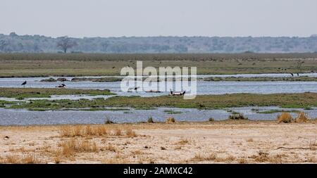 Les corps d'hippopotames qui ont été tués par la maladie du charbon flottent dans le Kavango River dans le parc national de Bwabwata, Namibie Banque D'Images