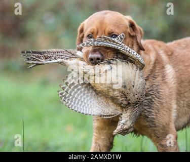 Labrador Retriever jaune avec un faisan tué Banque D'Images