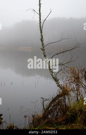 Automne fond d'une épaisse couche de brume sur un lac tranquille avec souche d'arbre immergé et branches surplombant reflète dans l'eau à la recherche le long de la sho Banque D'Images