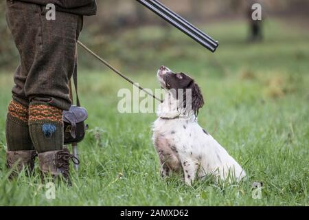 Avec un tir de faisans springer spaniel Banque D'Images