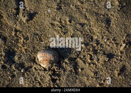 Shell dans le sable sur la plage de Bloemendaal aux Pays-Bas Banque D'Images