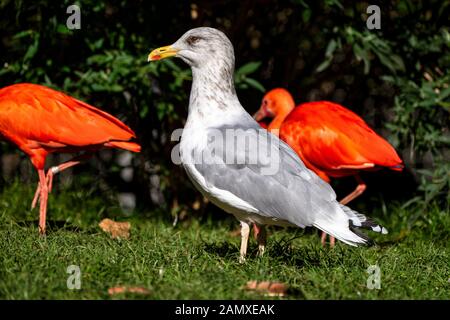 Le Goéland argenté (Larus argentatus est une espèce, l'un des plus connus de tous les goélands le long des rives de l'Europe de l'ouest Banque D'Images