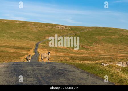 Moutons sur la route B6270 entre Birkdale et Nateby, Cumbria, England, UK Banque D'Images