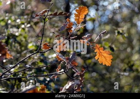 Arrière-plan avec l'automne les feuilles des arbres de chêne dans la forêt enchantée par le soleil entouré d'arbres verts Banque D'Images