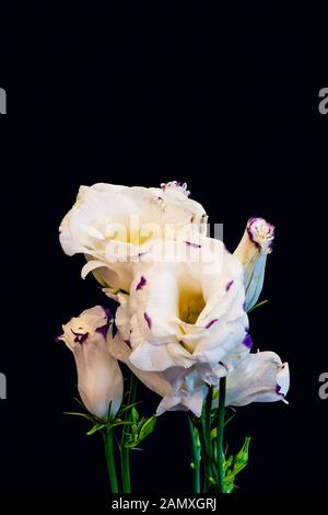Violet de gentiane des prairies voyantes macro bouquet, fine art nature morte de fleurs, bourgeons etuve vert feuilles,fond noir Banque D'Images