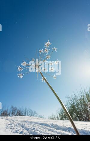 Fleurs fanées couvertes de givre sur une journée ensoleillée. Banque D'Images